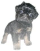 Pupppies Belge griffon.