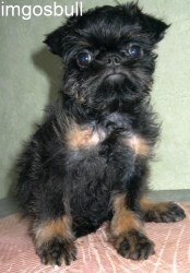 Griffon belge black and tan Imgosbull Adonis Caius Marius.