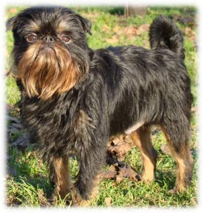 Belge griffon Charka Black Royal of Fire