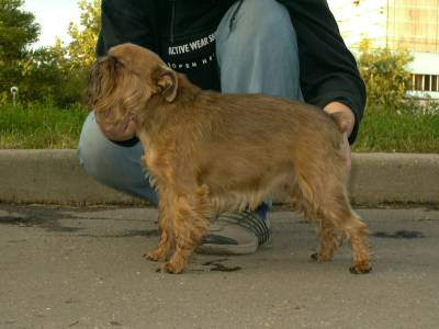 Bruxillois griffon Collette Mawpet 