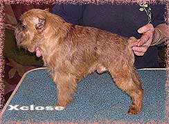 Griffon Bruxellois Stad of Haven Xtravagent