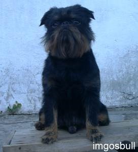 Belge griffon Charka Black Royal of Fire