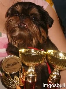 Belge griffon Imgosbull Overture 3