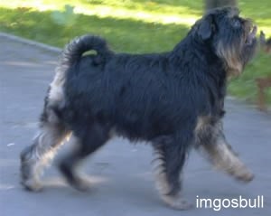 Belge griffon Imgosbull Overture 2