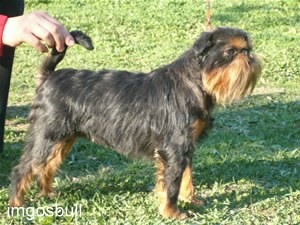 Belge griffon Imgosbull Overture
