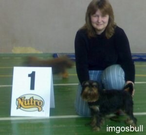 Belge griffon Imgosbull Overture 4