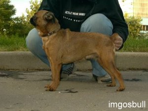 petit brabancon Lilu Shokoladny Muss