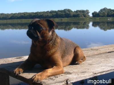 Petit Brabancon Imgosbull Super Man