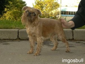 Bruxellois griffon Imgosbull Abrakadabra