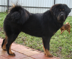 Tibetan Mastiff Benazir for Imgosbull Maha-Ratha