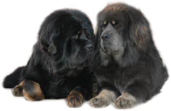 Tibetan Mastiff. The parent Benazir.